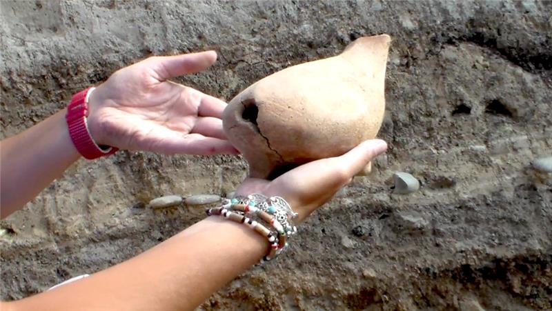 Traces of 5,000 year old grapes from world's first vineyard discovered geotv.ge